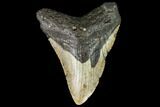 Fossil Megalodon Tooth - North Carolina #108969-1